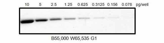 SuperSignal™ West Pico PLUS 化学发光底物-价格-厂家-供应商-世尔科技