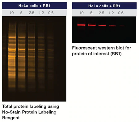 Invitrogen™ No-Stain™ 免染型蛋白标记试剂-价格-厂家-供应商-世尔科技