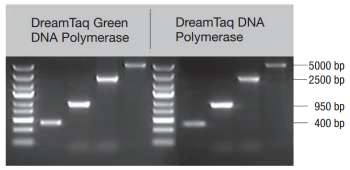 DreamTaq绿色PCR预混液，5 mL-价格-厂家-供应商-赛默飞世尔科技