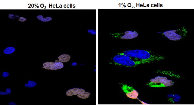 Image-iT™ Green Hypoxia Reagent 缺氧监测试剂-价格-厂家-供应商-世尔科技