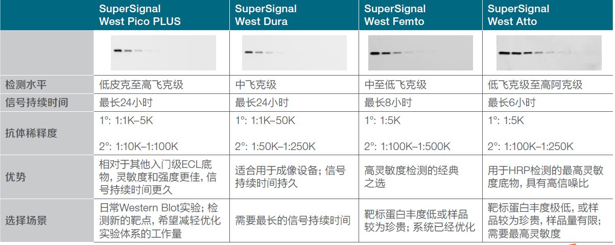 SuperSignal™ West Atto 极敏化学发光底物-价格-厂家-供应商-世尔科技