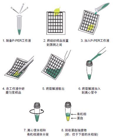 P-PER植物总蛋白抽提试剂盒-价格-厂家-供应商-世尔科技