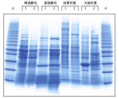Y-PER酵母细胞总蛋白抽提试剂-价格-厂家-供应商-世尔科技
