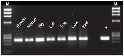  Scientific Phusion全血直接PCR试剂盒-价格-厂家-供应商-世尔科技