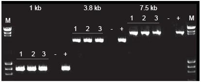  Scientific Phusion全血直接PCR试剂盒-价格-厂家-供应商-世尔科技