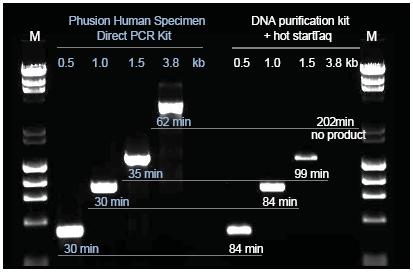  Scientific Phusion人源样本直接PCR试剂盒-价格-厂家-供应商-世尔科技