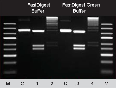FastDigest快速限制性内切酶-价格-厂家-供应商-世尔科技