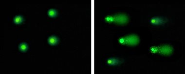 Cell Biolabs彗星实验试剂盒