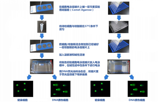 Cell Biolabs彗星实验试剂盒