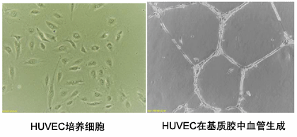 内皮血管生成试剂盒—Endothelial Tube Formation Assay (Angiogenesis)