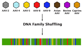 cell biolabs腺相关病毒（AAV）载体