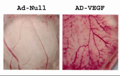 Cell Biolabs预装基因的重组腺病毒