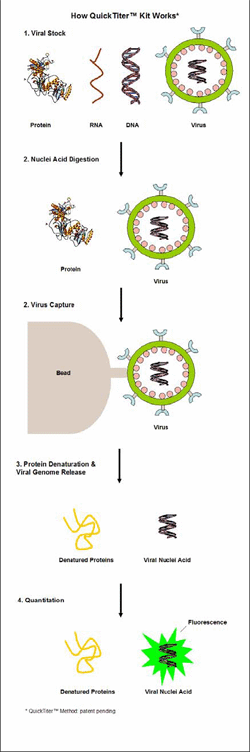 慢病毒定量——Cell BioLabs慢病毒快速定量试剂盒