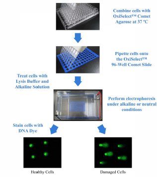 彗星分析法（单细胞凝胶电泳）——DNA/RNA损伤分析