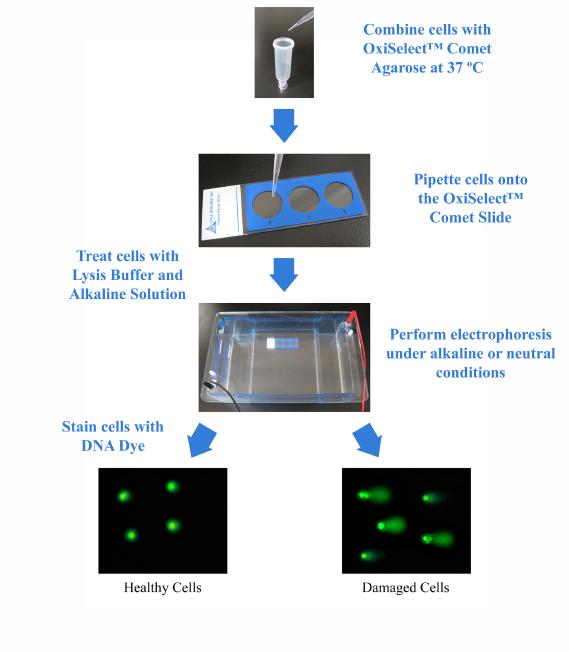 彗星检测、彗星分析步骤——Cell Biolabs的Comet Assay