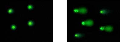 彗星检测、彗星分析步骤——Cell Biolabs的Comet Assay