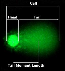 彗星检测、彗星分析步骤——Cell Biolabs的Comet Assay