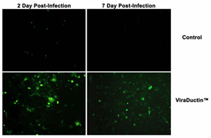 腺相关病毒转染——Cell Biolabs腺相关病毒高效转染试剂