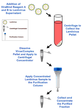 慢病毒纯化&浓缩——Cell Biolabs慢病毒浓缩纯化试剂盒