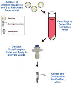逆转录病毒纯化&#038;浓缩——ViraBind™逆转录病毒浓缩纯化试剂盒