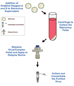 逆转录病毒纯化&#038;浓缩——ViraBind™逆转录病毒浓缩纯化试剂盒