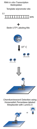 Detector™RNA体外转录探针标记试剂盒-KPL生物素探针标记