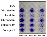 细胞粘附分析—CytoSelect™ ECM Cell Adhesion Assay