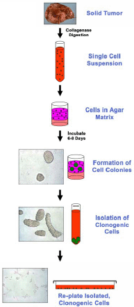 克隆性肿瘤细胞分离—CytoSelect™ Clonogenic Tumor Cell Isolation Kit
