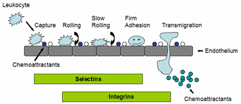 白细胞-内皮细胞粘附分析—CytoSelect™ Leukocyte-endothelium Adhesion Assay