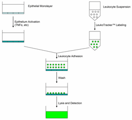 白细胞-上皮细胞粘附分析—CytoSelect™ Leukocyte-epithelium Adhesion Assay