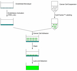 肿瘤细胞-内皮细胞粘附分析—CytoSelect™ Tumor-endothelium Adhesion Assay