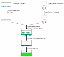 白细胞游出分析—CytoSelect™ Leukocyte Transmigration Assay