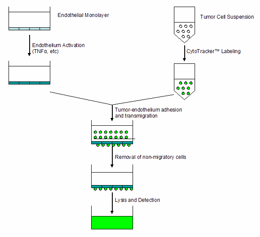 肿瘤细胞跨内皮迁移—CytoSelect™ Tumor Transendothelial Migration Assay