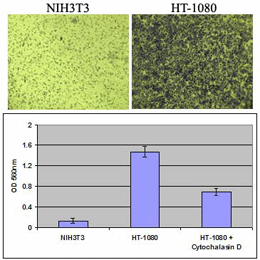 细胞迁移与侵袭分析—CytoSelect™ Cell Migration / Invasion Assay Combo Kits
