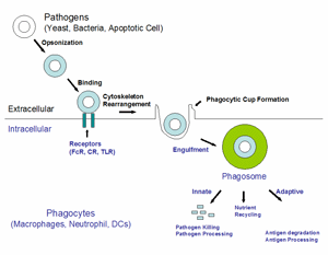 红血球细胞吞噬试验—CytoSelect™ Red Blood Cell Phagocytosis Assays