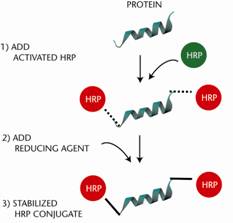 HRP标记抗体/蛋白试剂盒—SureLINK™ HRP Conjugation Kit