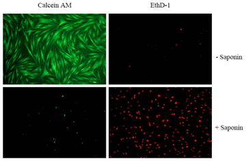 细胞活性/细胞毒性检测—CytoSelect™ Cell Viability and Cytotoxicity Assay