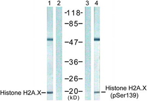 组蛋白Histone核内参抗体—Histone H2A.X及Histone H3.1抗体