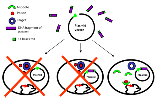 StabyCloning PCR克隆载体系统
