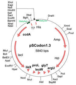 StabyTM Codon T7 蛋白表达系统——稀有密码子蛋白的无抗生素表达系统