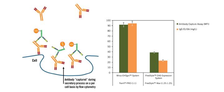 CHO表达系统高效表达工具来自Mirus——中国一级代理