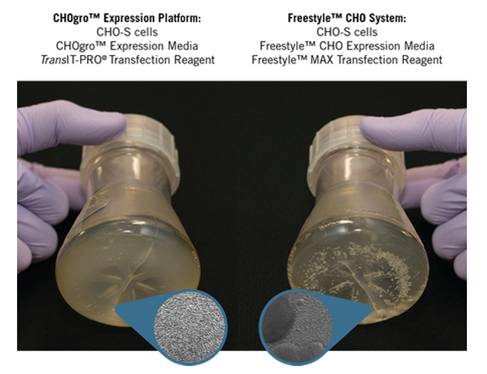 CHO表达系统高效表达工具来自Mirus——中国一级代理