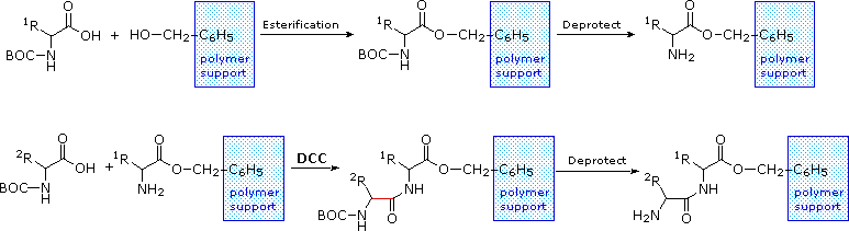 多肽固相合成—Fmoc法与Boc法