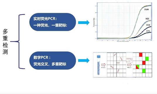 数字PCR之：多重定量检测