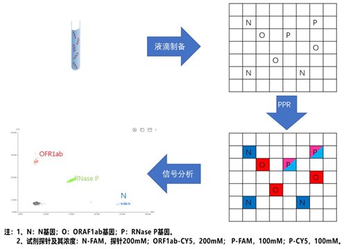 数字PCR之：多重定量检测