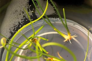如何应对植物组培过程中的污染问题？新型高效方法值得推荐