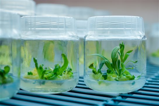 PhytoTech专业植物培养基，满足多种组培实验需求