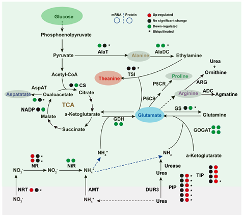 Agrisera植物氮代谢相关抗体开学季促销开始啦！