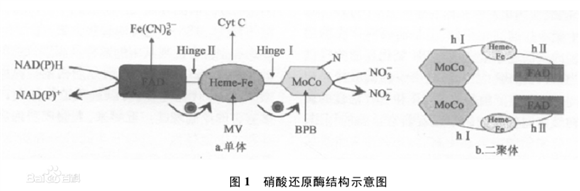 Agrisera植物氮代谢相关抗体开学季促销开始啦！