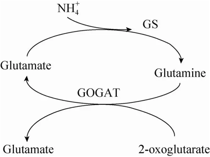 Agrisera植物氮代谢相关抗体开学季促销开始啦！